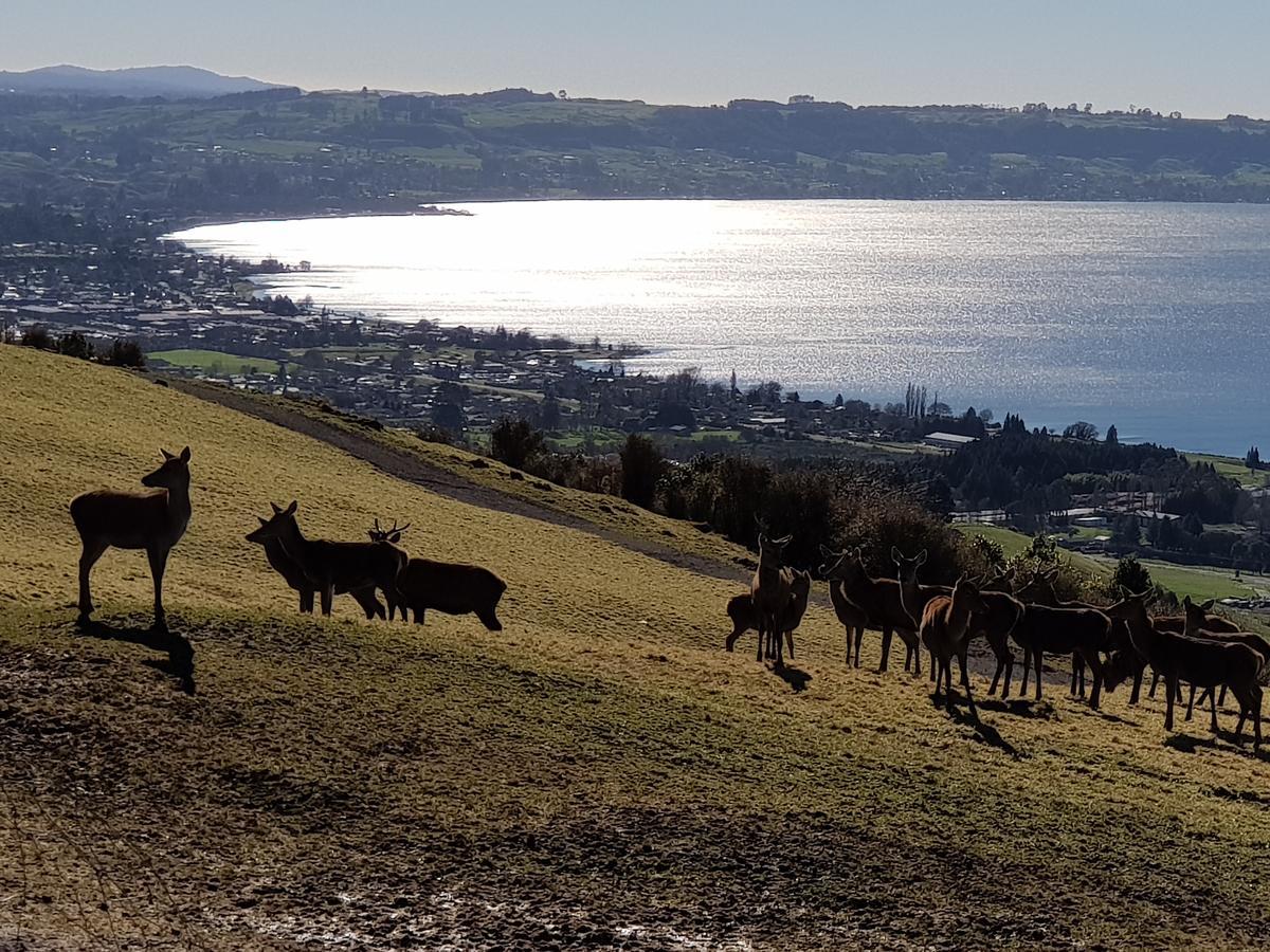 Aorangi Highland Country Retreat Villa Rotorua Dış mekan fotoğraf